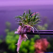 Image result for Eriocaulon schimperi