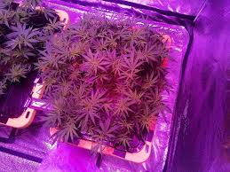 Taotronics 24w led grow light. 1000w Led Grow Lights Led Grow Lights Best Led Grow Lights Grow Lights