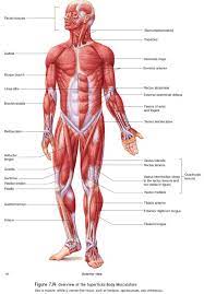For those muscles which do not have a specific link to an image, examine the image for that group of muscles. Nomenclature Skeletal Muscle Anatomy