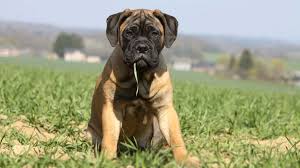 What i put on my dogs food and where i buy it. Bullmastiff Price Temperament Life Span
