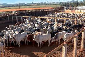 Confinamento é o sistema de criação de bovinos em que lotes de animais são encerrados em no brasil, o confinamento é, como regra, conduzido durante a época seca do ano, por ser o período de. Numero De Animais Terminados Em Confinamento Sera Recorde Em 2020 Boitel Chaparral
