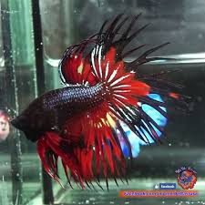 Pin On Beautiful Betta Fish