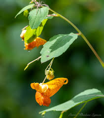 Image result for Impatiens  capensis