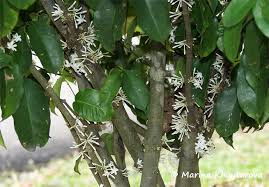 Image result for Pleiocarpa