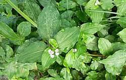 Image result for Commelina benghalensis