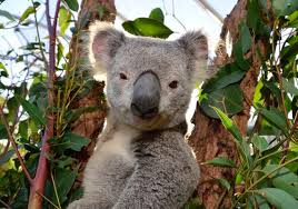 Biarpun agak jauh dari bandar sydney iaitu sekitar 130km, ia memang berbaloi untuk dilawati. 20 Tempat Menarik Di Sydney Nuzha Travel Tours