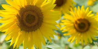 Jika anda ingin memiliki tumbuhan ini maka anda perlu cara menanam bunga matahari dengan benar. Cara Mudah Menanam Bunga Matahari Di Rumah Halaman All Kompas Com