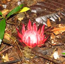 Image result for Thonningia