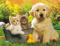 A fashion house of online shopping for men, kids& women at best prices. Pet Stores In Indore Pet Shop In Indore Dog Accessory In Indore