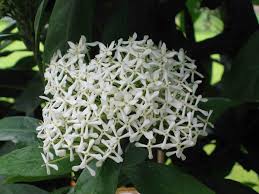 Image result for Ixora praetermissa