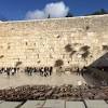 חצי מהאורחים טבעוניים וגם להם דאגו בקדמה לאוכל מדהים. 1