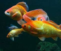 Goldfish Care Fancy Goldfish And Goldfish Diseases Guide