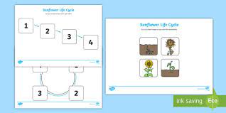 Fund kindergarten worksheets, preschool worksheets. Free Sunflowers Ks1 Life Cycle Worksheets Primary Resources