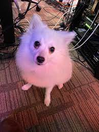 Hat Films On Twitter Well Mochi S Ready For Our 7 Days To Die Stream Starting Now On Https T Co Cftzhnkac5 Where You At