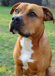 Males can grow between 18 to 21 inches tall at the shoulder and 35 to 60 pounds. American Pit Bull Terrier Hund Wesen Erziehung Und Eigenschaften