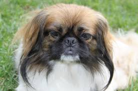 Black And White Pekingese Pin By Rose Dav On Pekingese My Other Furbaby Pekingese Dogs Pekingese Dog Love