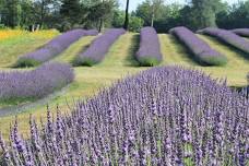Fields of Calm: A Lavender Yoga Experience w/ Soojin