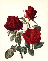 Pearlsforlunch Rose Illustration Rose Art Flower Artwork
