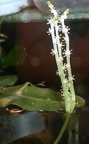 Image result for Aponogeton desertorum