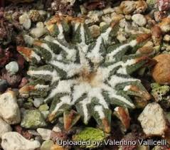 Image result for Kotschya carsonii