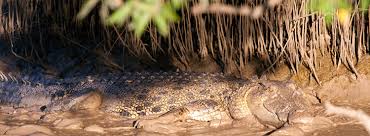 How Fast Are Crocodiles? - Blue Reef Aquarium