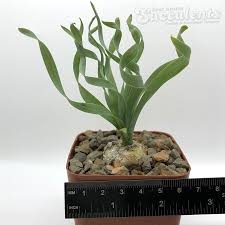 Image result for Albuca sp. no. 1
