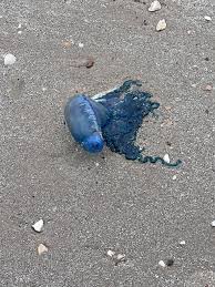 Have reservations for the 1st through the 5th of August. Side x side  allowed