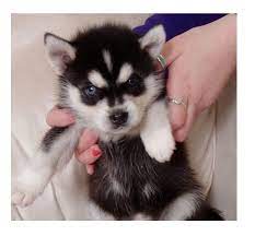 64 Pomskies Ideas Puppies Cute Animals Cute Puppies