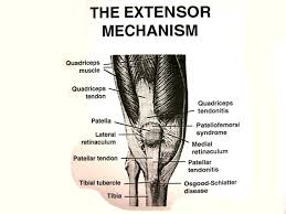 Check spelling or type a new query. Knee Pain