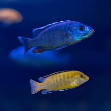 Image result for Haplocoelum