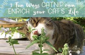 Cats under the influence of catnip certainly give signs they are under the influence of a drug. 9 Ways Catnip Can Enrich Your Cat S Life