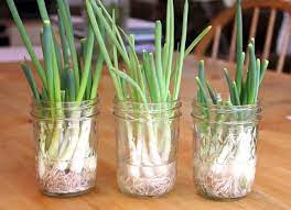 Homegrown Green Onions And Mom S Cheese Bread Recipe Green Onions Growing Regrow Green Onions Homegrown