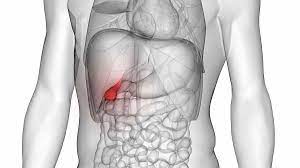 We did not find results for: Anatomi Organ Tubuh Manusia Pengertian Struktur Dan Fungsinya