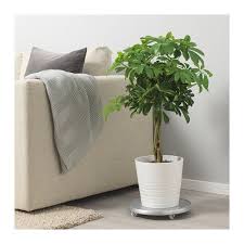 Schefflera Arboricola Plante Paraplytrae Delt Stamme Ikea Pflanzen Grunpflanzen Ikea