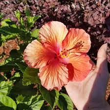 The Hibiscus Flower Is Very Feminine In Nature Inspires Self Love Inner Beauty It Also Represents Youth Sexuality Nature Inspiration Flowers Hibiscus