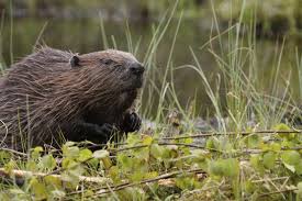 Their expertly constructed dams can lead to the flooding of homes, roads and crops, and their beavers can become extremely destructive in some environments, making proper beaver management necessary. Beaver Control In Alabama Alabama Cooperative Extension System