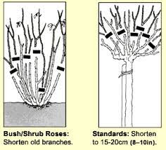 Nz Guide To Rose Care Organic Tips And Pruning Advice Rose Rose Care Rose Bush Care Roses Garden Care