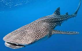 Check spelling or type a new query. Tiburon Ballena Que Come Donde Vive Y Como Se Reproduce