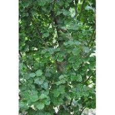 Image result for Fagus sylvatica Cockleshell