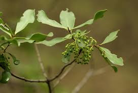 Image result for Euclea schimperi