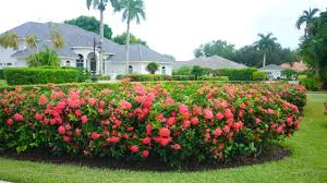 Image result for Ixora nana