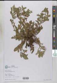 Image result for Grangea maderaspatana