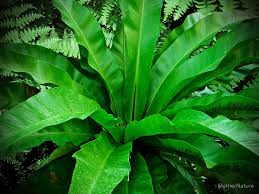 Birds Nest Fern Cats The Fronds On A Bird S Nest Fern Do Not Split Like Those Of Other Ferns Bird Nest Fern Bird Nest Ferns