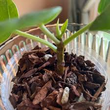 Image result for Ficus muelleriana