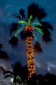 Phillip S Natural World Christmas Palm Trees Florida Christmas Christmas Palm Tree Christmas