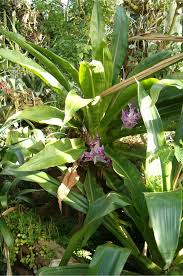 Image result for Dewevrella cochliostema