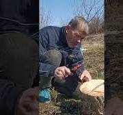 Shartimi i qershijave te vjetra me kalem shikoje nga Artur ...