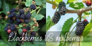 Why is raspberry better than mulberry? Blackberries Vs Mulberries How To Tell Them Apart Foodiosity