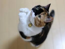 She is a normal sized pet cat. Why Is My Cat Always Hungry Uk Pets
