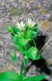 Image result for Stellaria media